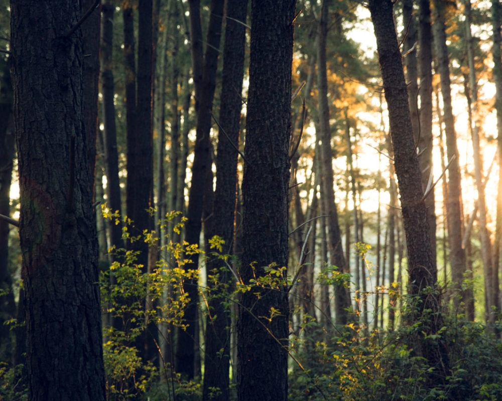 Spirande skog på grund av Korroterm