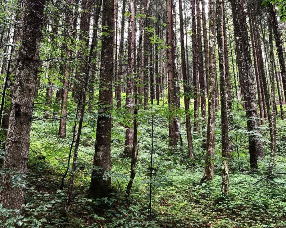 Svensk skog